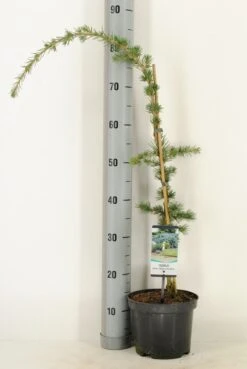 Treurceder Als Boom (Cedrus Libani 'Glauca Pendula') -Klim Rose Winkel cedrus libani glauca pendula c3 m