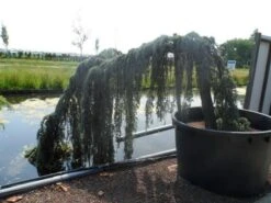 Treurceder Als Boom (Cedrus Libani 'Glauca Pendula') -Klim Rose Winkel cedrus libani glauca pendula halfstam c1000 solitair 1