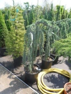 Treurceder Als Boom (Cedrus Libani 'Glauca Pendula') -Klim Rose Winkel cedrus libani glauca pendula halfstam c35 1