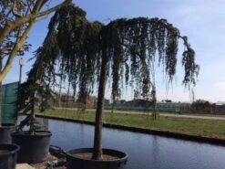 Treurceder Als Boom (Cedrus Libani 'Glauca Pendula') -Klim Rose Winkel cedrus libani glauca pendula hoogstam solt