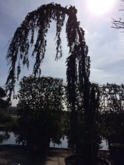 Treurceder Als Boom (Cedrus Libani 'Glauca Pendula') -Klim Rose Winkel cedrus libanica glauca pendula solitair geveerd