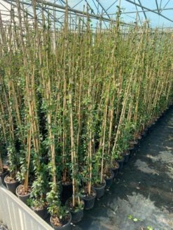 Toscaanse Jasmijn (Trachelospermum Jasminoides 'Winter Ruby') 7 Toscaanse Jasmijn (Trachelospermum Jasminoides 'Winter Ruby') -Klim Rose Winkel cf397af1 424c 440f b659 6b33d5eedf60