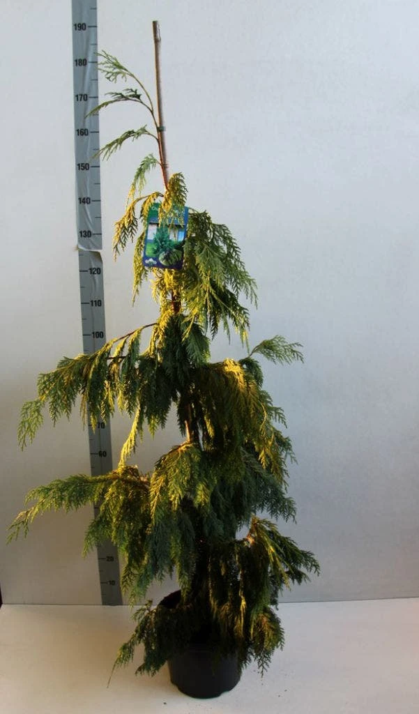 Cypres (Chamaecyparis Nootkatensis 'Pendula') 6 Cypres (Chamaecyparis Nootkatensis 'Pendula') - Afbeelding 4