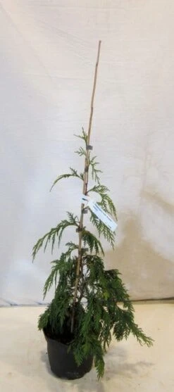 Cypres (Chamaecyparis Nootkatensis 'Pendula') 17 Cypres (Chamaecyparis Nootkatensis 'Pendula') -Klim Rose Winkel chamacyparisnpendula050 060