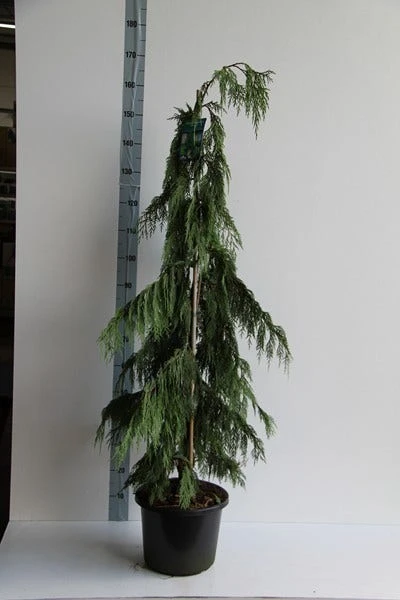 Cypres (Chamaecyparis Nootkatensis 'Pendula') 7 Cypres (Chamaecyparis Nootkatensis 'Pendula') - Afbeelding 5