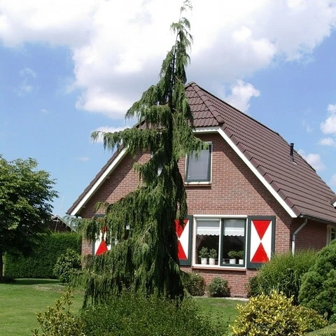 Cypres (Chamaecyparis Nootkatensis 'Pendula') 11 Cypres (Chamaecyparis Nootkatensis 'Pendula') - Afbeelding 9