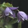 Bosrank (Clematis Alpina) -Klim Rose Winkel clalpina 1 1