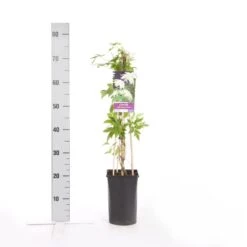 Bosrank (Clematis Alpina 'Albina Plena') -Klim Rose Winkel clematis alp. albina plena