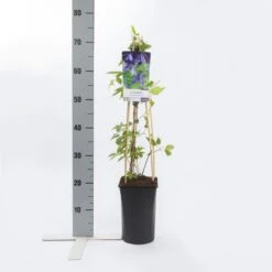 Bosrank (Clematis Alpina 'Helsingborg') 5 Bosrank (Clematis Alpina 'Helsingborg') -Klim Rose Winkel clematis alp. helsingborg