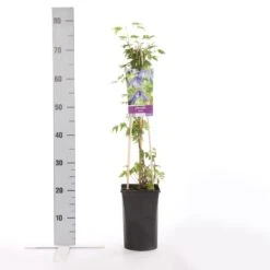 Bosrank (Clematis Alpina) -Klim Rose Winkel clematis alpina 1