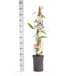 Bosrank, Groenblijvend (Clematis Armandii 'Apple Blossom') 16 Bosrank, Groenblijvend (Clematis Armandii 'Apple Blossom') -Klim Rose Winkel clematis apelblossom 1.00 1.25