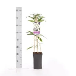 Bosrank, Groenblijvend (Clematis Armandii) -Klim Rose Winkel clematis armandii