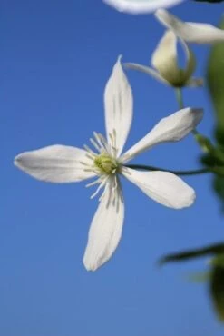 Bosrank, Groenblijvend (Clematis Armandii) -Klim Rose Winkel clematis armandii 3