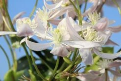Bosrank, Groenblijvend (Clematis Armandii 'Apple Blossom') 13 Bosrank, Groenblijvend (Clematis Armandii 'Apple Blossom') -Klim Rose Winkel clematis armandii apple blossom 1 1