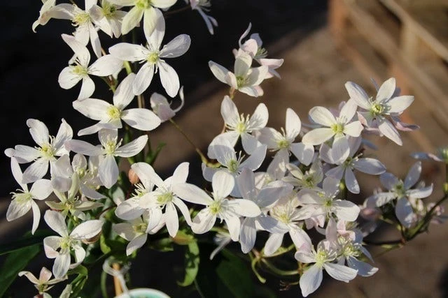 Bosrank, Groenblijvend (Clematis Armandii 'Apple Blossom') 4 Bosrank, Groenblijvend (Clematis Armandii 'Apple Blossom') - Afbeelding 2