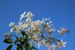 Bosrank, Groenblijvend (Clematis Armandii 'Apple Blossom') 14 Bosrank, Groenblijvend (Clematis Armandii 'Apple Blossom') -Klim Rose Winkel clematis armandii apple blossom 4 1