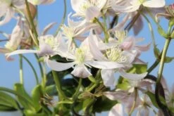 Bosrank, Groenblijvend (Clematis Armandii 'Apple Blossom') 19 Bosrank, Groenblijvend (Clematis Armandii 'Apple Blossom') -Klim Rose Winkel clematis armandii apple blossom 5 1