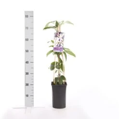 Bosrank, Groenblijvend (Clematis Armandii 'Apple Blossom') 15 Bosrank, Groenblijvend (Clematis Armandii 'Apple Blossom') -Klim Rose Winkel clematis armandii apple blossom 1