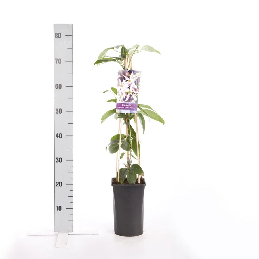 Bosrank, Groenblijvend (Clematis Armandii 'Apple Blossom') 7 Bosrank, Groenblijvend (Clematis Armandii 'Apple Blossom') - Afbeelding 5
