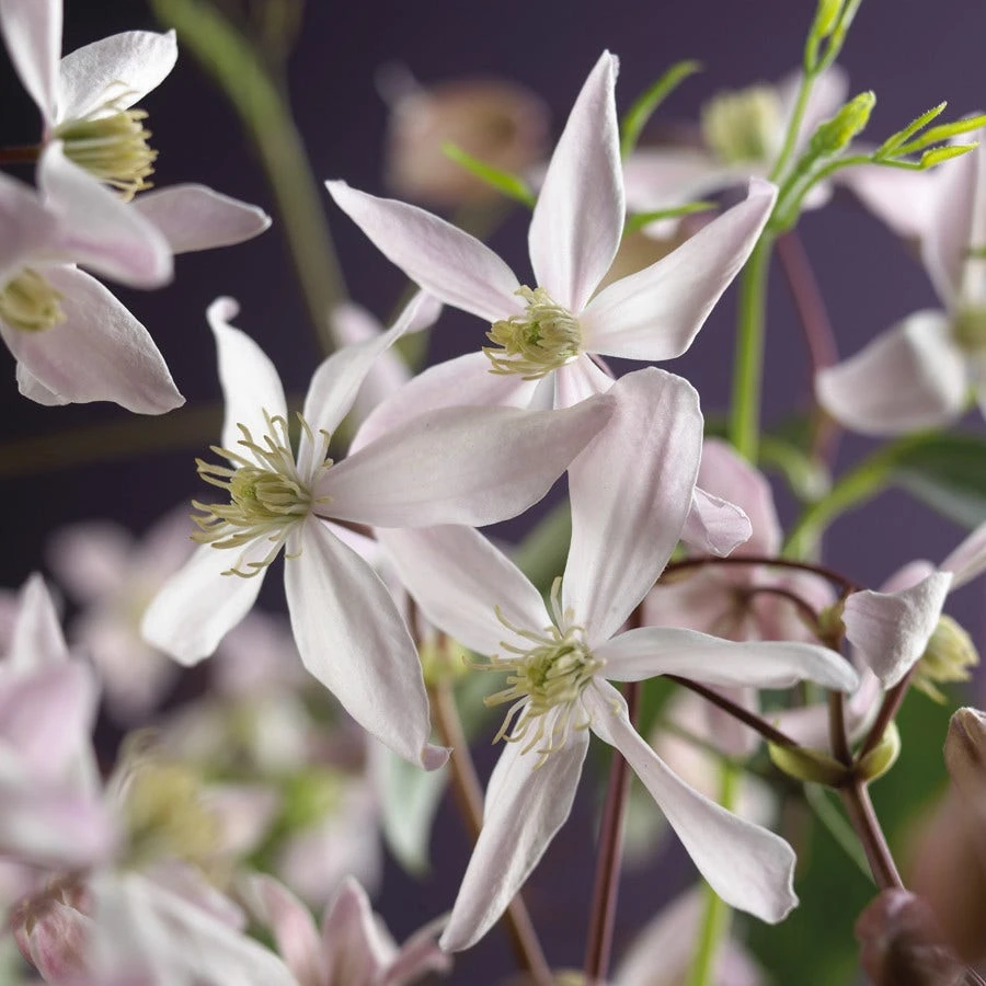 Bosrank, Groenblijvend (Clematis Armandii 'Apple Blossom') 9 Bosrank, Groenblijvend (Clematis Armandii 'Apple Blossom') - Afbeelding 7