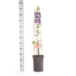 Bosrank (Clematis 'Blue Pirouette') -Klim Rose Winkel clematis blue pirouette pbr 1.00 1.25