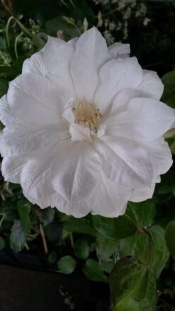 Bosrank (Clematis 'Duchess Of Edinburgh') -Klim Rose Winkel clematis duchesse of edingburgh 1