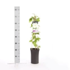 Klim Rose Winkel -Klim Rose Winkel clematis guernsey cream