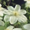 Bosrank (Clematis 'Guernsey Cream') -Klim Rose Winkel clematis guernsey cream 2 1