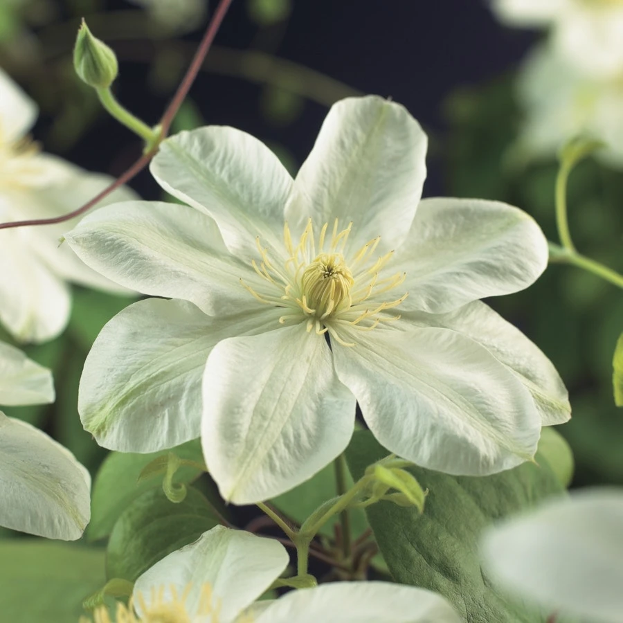 Bosrank (Clematis 'Guernsey Cream') 3 Bosrank (Clematis 'Guernsey Cream')