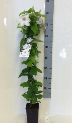 Bosrank (Clematis 'Henryi') -Klim Rose Winkel clematis henryi 80 100 c2