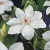 Bosrank (Clematis 'Henryi') -Klim Rose Winkel clematis henryi 2