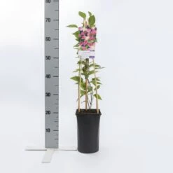 Bosrank (Clematis 'Inspiration') -Klim Rose Winkel clematis inspiration pbr