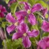Bosrank (Clematis 'Inspiration') -Klim Rose Winkel clematis inspiration pbr 2 1