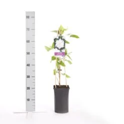 Bosrank (Clematis 'Jackmanii Alba') 7 Bosrank (Clematis 'Jackmanii Alba') -Klim Rose Winkel clematis jackmanii alba 1