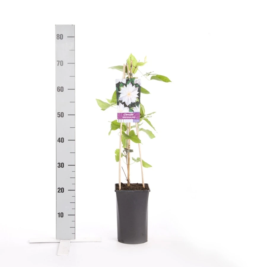 Bosrank (Clematis 'Jackmanii Alba') 5 Bosrank (Clematis 'Jackmanii Alba') - Afbeelding 3