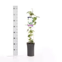 Bosrank (Clematis 'Madame Le Coultre') 10 Bosrank (Clematis 'Madame Le Coultre') -Klim Rose Winkel clematis madame le coultre 1