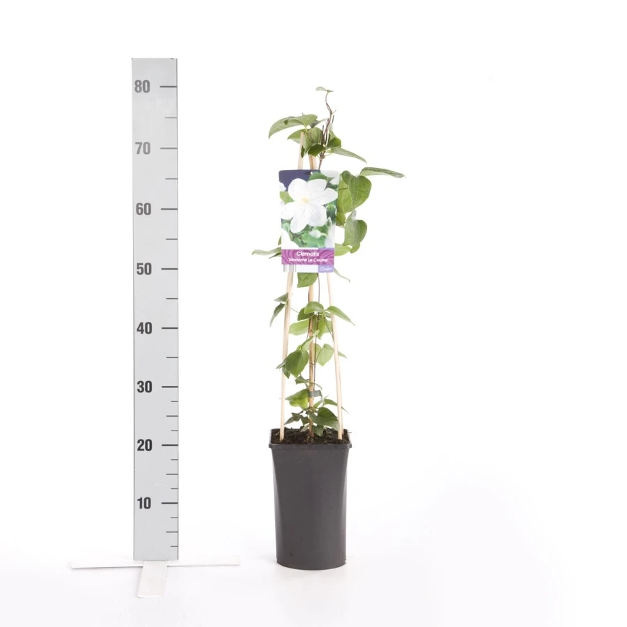 Bosrank (Clematis 'Madame Le Coultre') 6 Bosrank (Clematis 'Madame Le Coultre') - Afbeelding 4