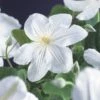 Bosrank (Clematis 'Madame Le Coultre') 1 Bosrank (Clematis 'Madame Le Coultre') -Klim Rose Winkel clematis madame le coultre 2 1