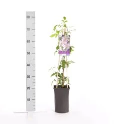 Bosrank (Clematis Montana 'Broughton Star') -Klim Rose Winkel clematis montana broughton s.