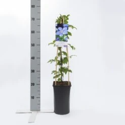 Bosrank (Clematis 'Mrs Cholmondeley') 12 Bosrank (Clematis 'Mrs Cholmondeley') -Klim Rose Winkel clematis mrs. cholmondeley