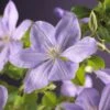 Bosrank (Clematis 'Mrs Cholmondeley') 1 Bosrank (Clematis 'Mrs Cholmondeley') -Klim Rose Winkel clematis mrs. cholmondeley 2