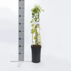 Bosrank (Clematis 'Paul Farges') 9 Bosrank (Clematis 'Paul Farges') -Klim Rose Winkel clematis paul farges 1