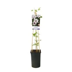 Bosrank (Clematis 'Princess Kate')