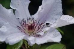 Bosrank (Clematis 'Snow Queen') -Klim Rose Winkel clematis snow queen 1