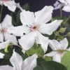 Bosrank (Clematis 'Snow Queen') -Klim Rose Winkel clematis snow queen 2