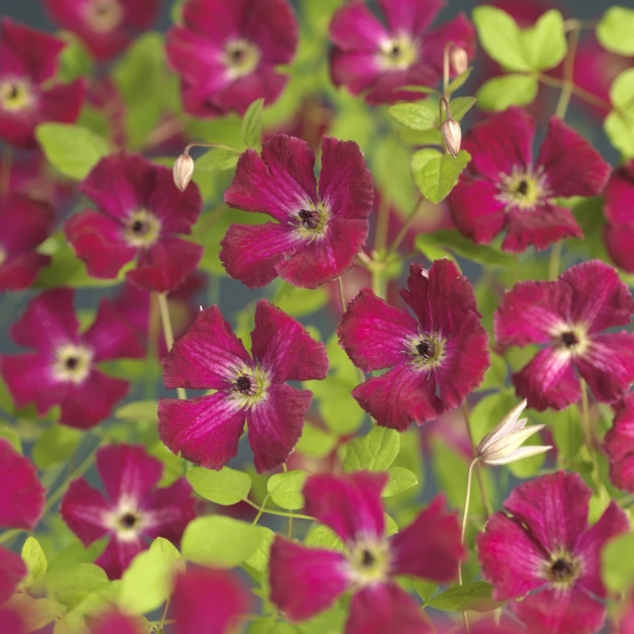 Bosrank (Clematis Viticella 'Rubra')