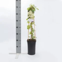 Bosrank (Clematis Vitalba) -Klim Rose Winkel clematis vitalba