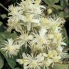 Bosrank (Clematis Vitalba) 1 Bosrank (Clematis Vitalba) -Klim Rose Winkel clematis vitalba 2 1