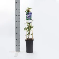 Bosrank (Clematis Viticella) -Klim Rose Winkel clematis viticella 1