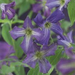Bosrank (Clematis Viticella)